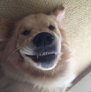 Meet your Posher, Madeline